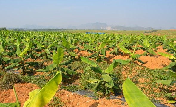 景洪香蕉种植基地土工膜应用